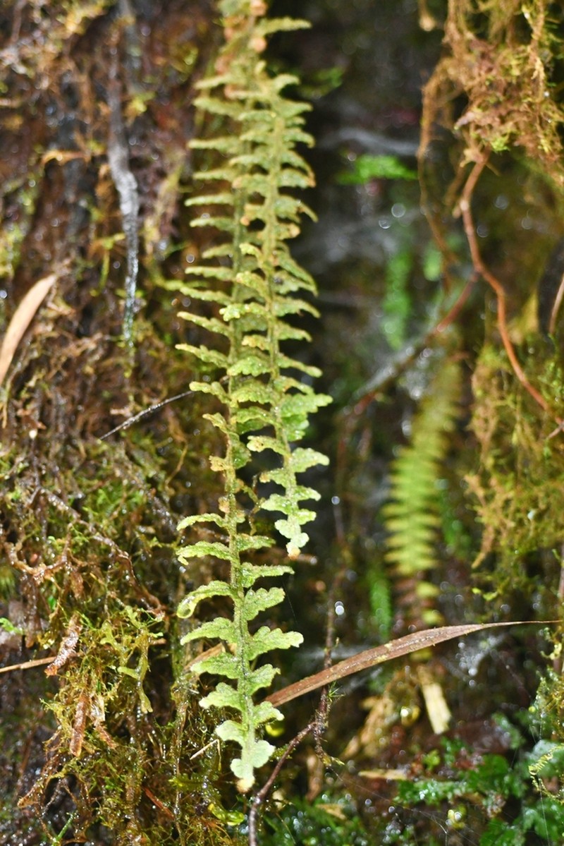 Hymenophyllum dependens photo 2