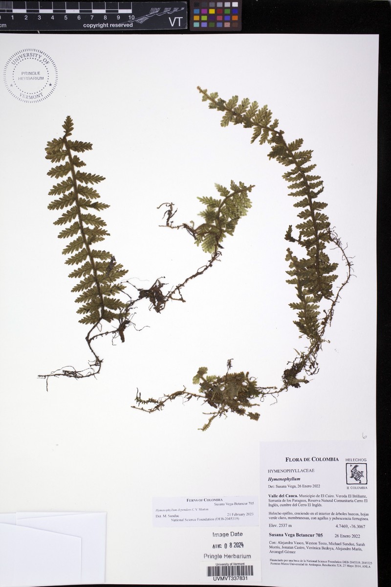 Hymenophyllum dependens photo 3