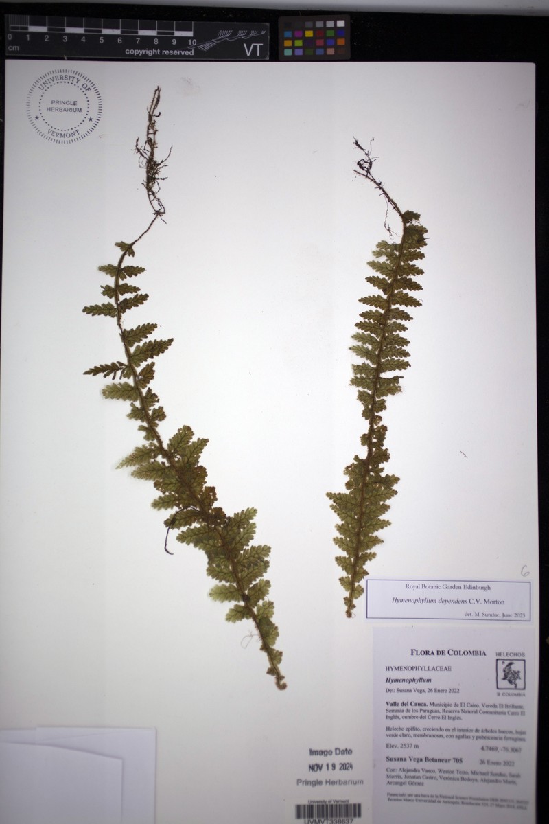Hymenophyllum dependens photo 4