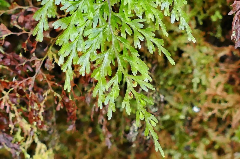 Hymenophyllum deplanchei