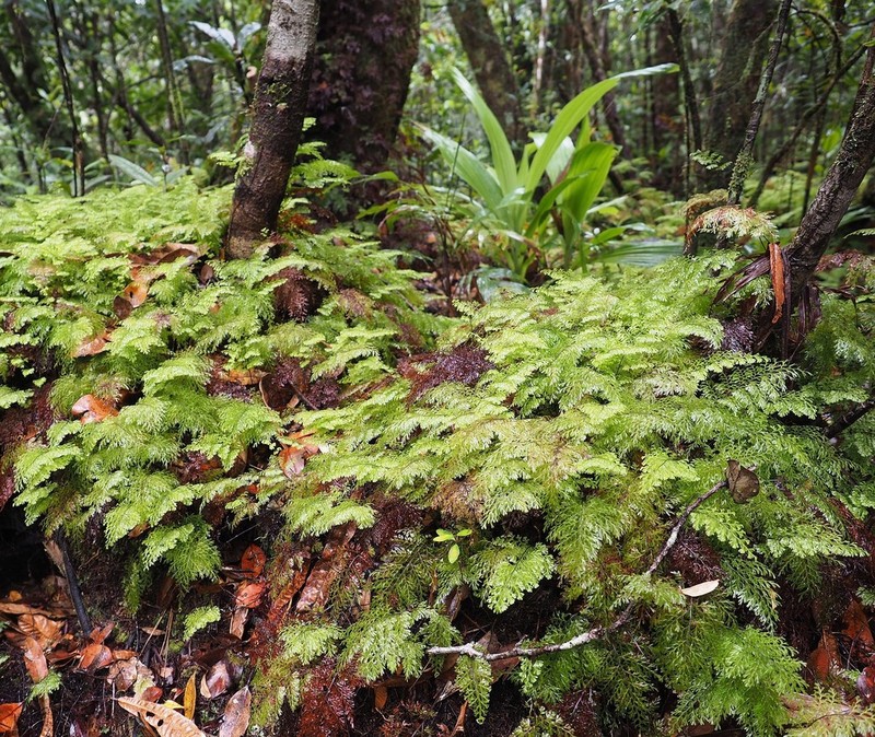 Hymenophyllum deplanchei photo 2