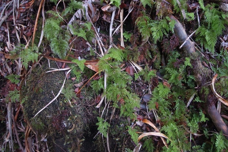 Hymenophyllum deplanchei photo 3