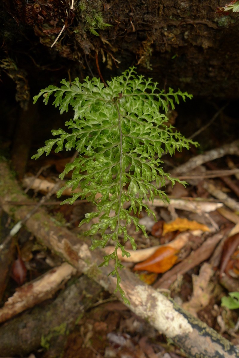 Hymenophyllum deplanchei photo 4