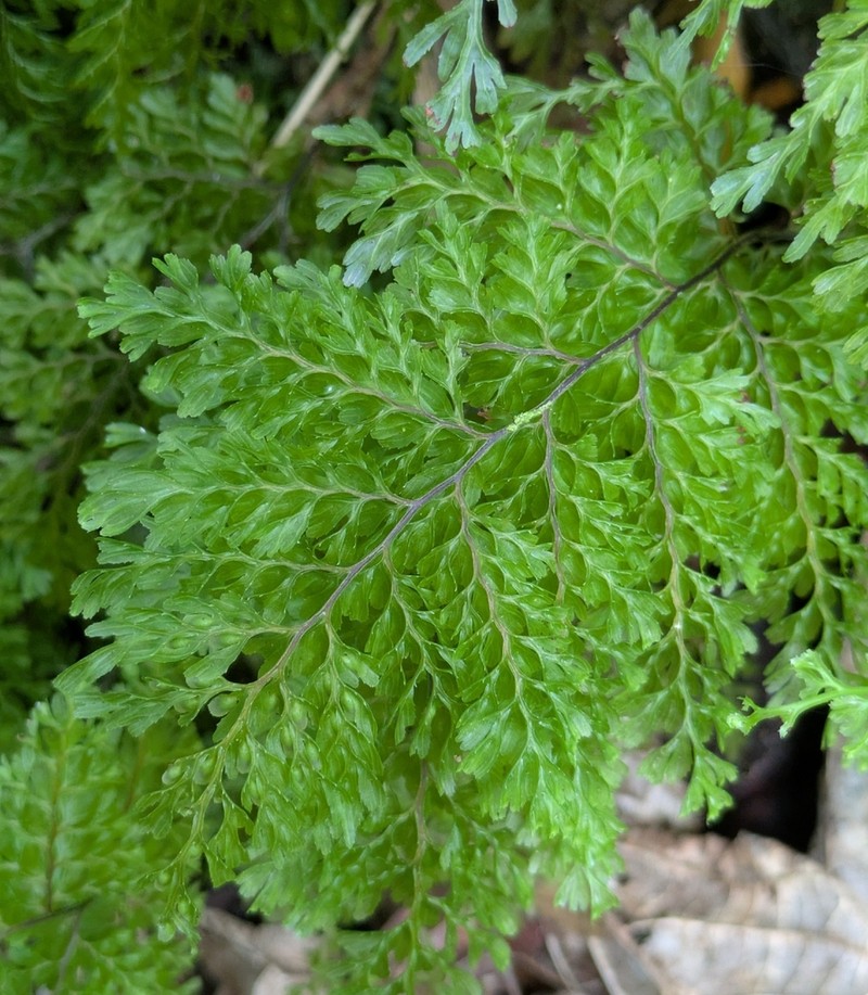 Hymenophyllum deplanchei photo 5