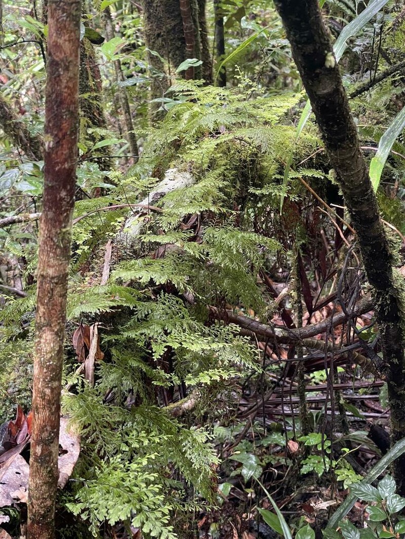 Hymenophyllum deplanchei photo 6