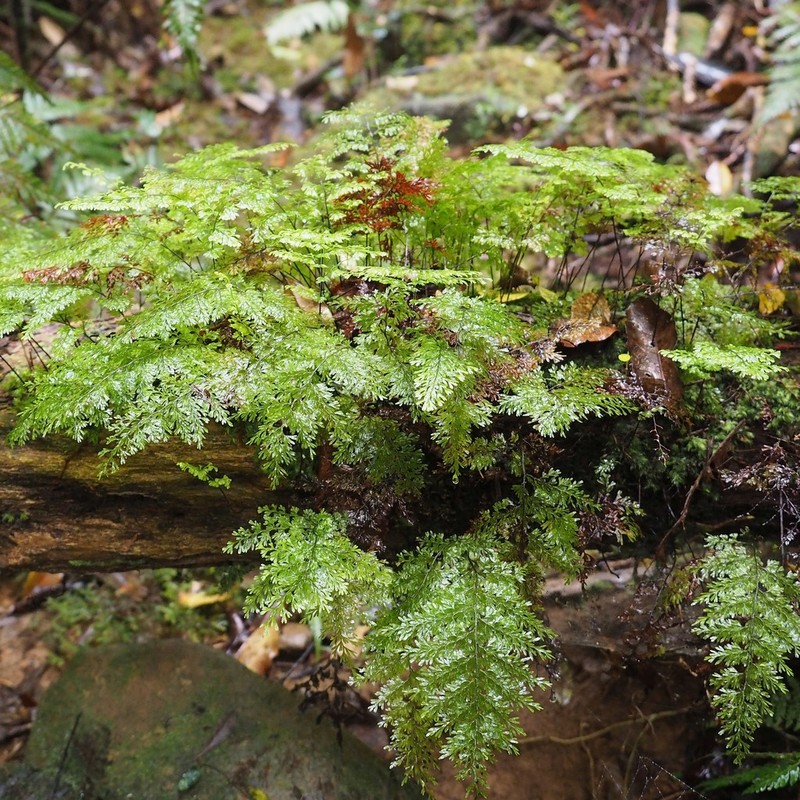 Hymenophyllum deplanchei photo 7