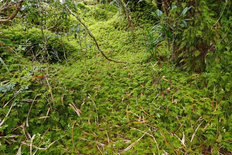 Hymenophyllum deplanchei photo 8