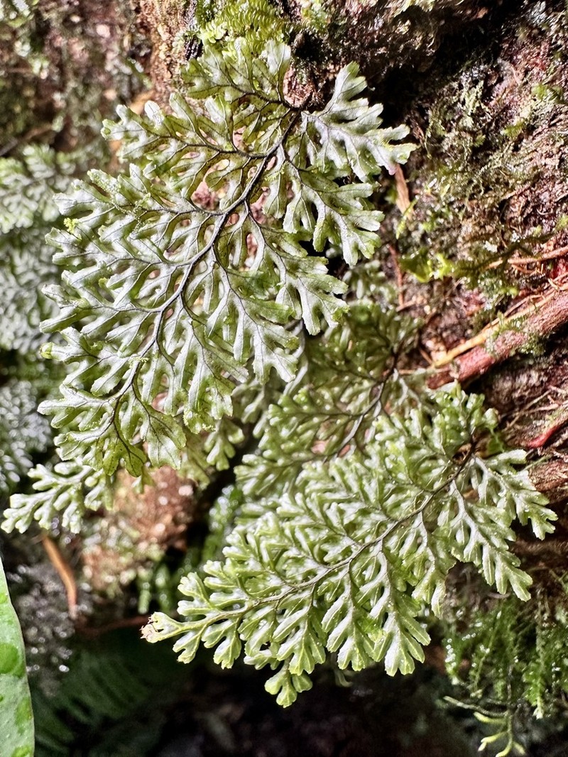 Hymenophyllum devolii