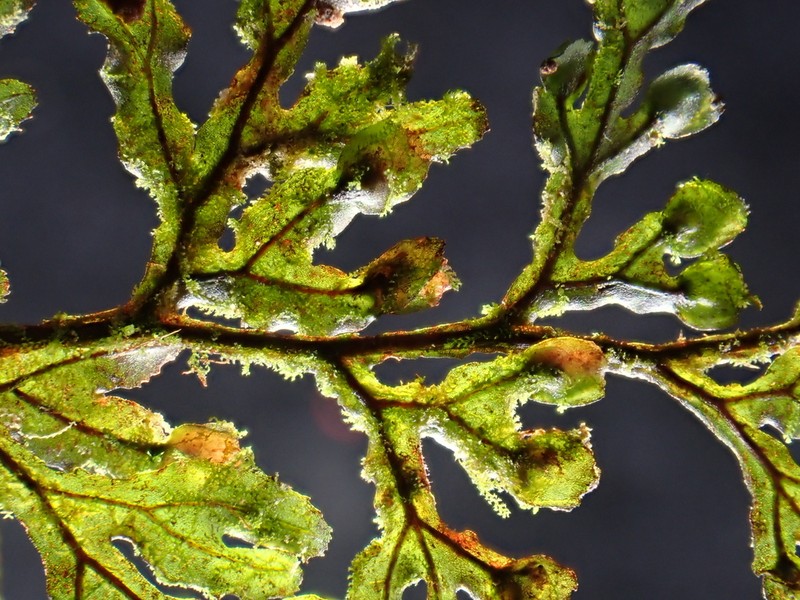 Hymenophyllum devolii photo 2