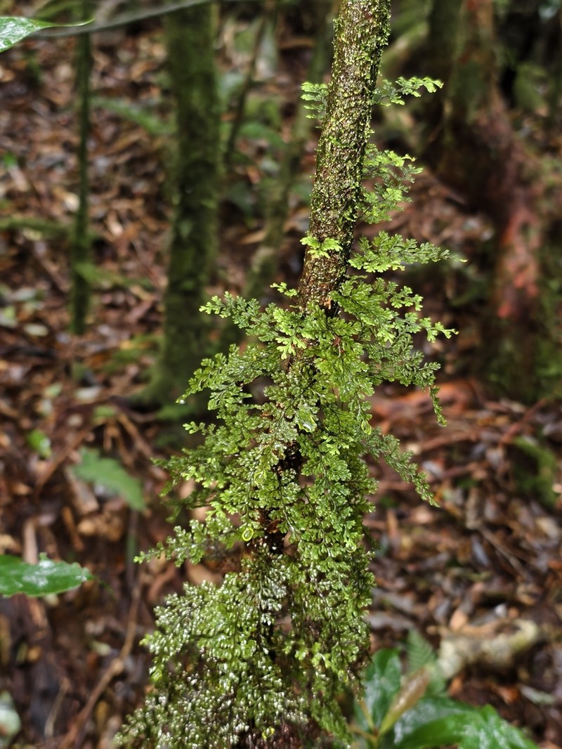 Hymenophyllum devolii photo 3
