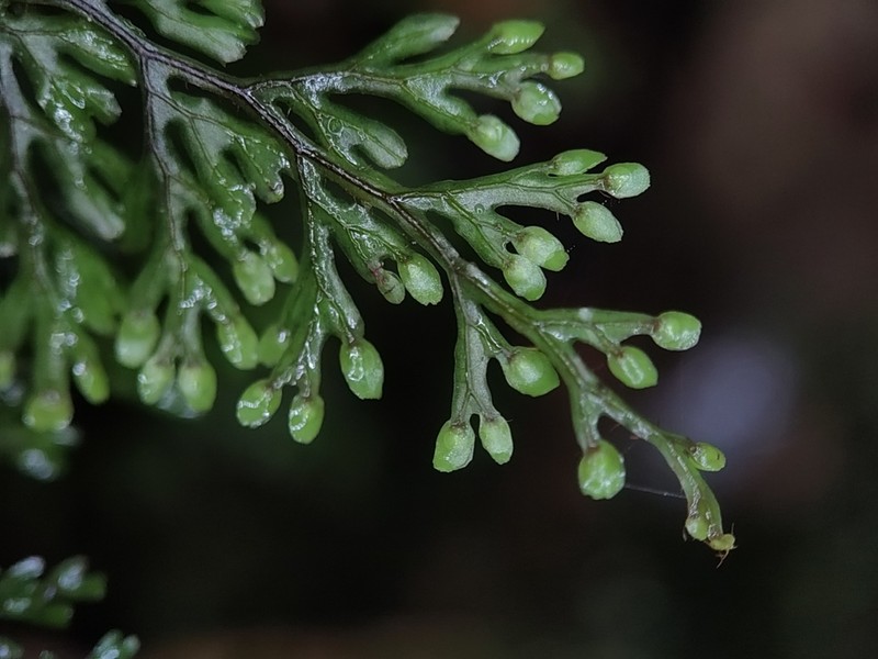 Hymenophyllum devolii photo 4