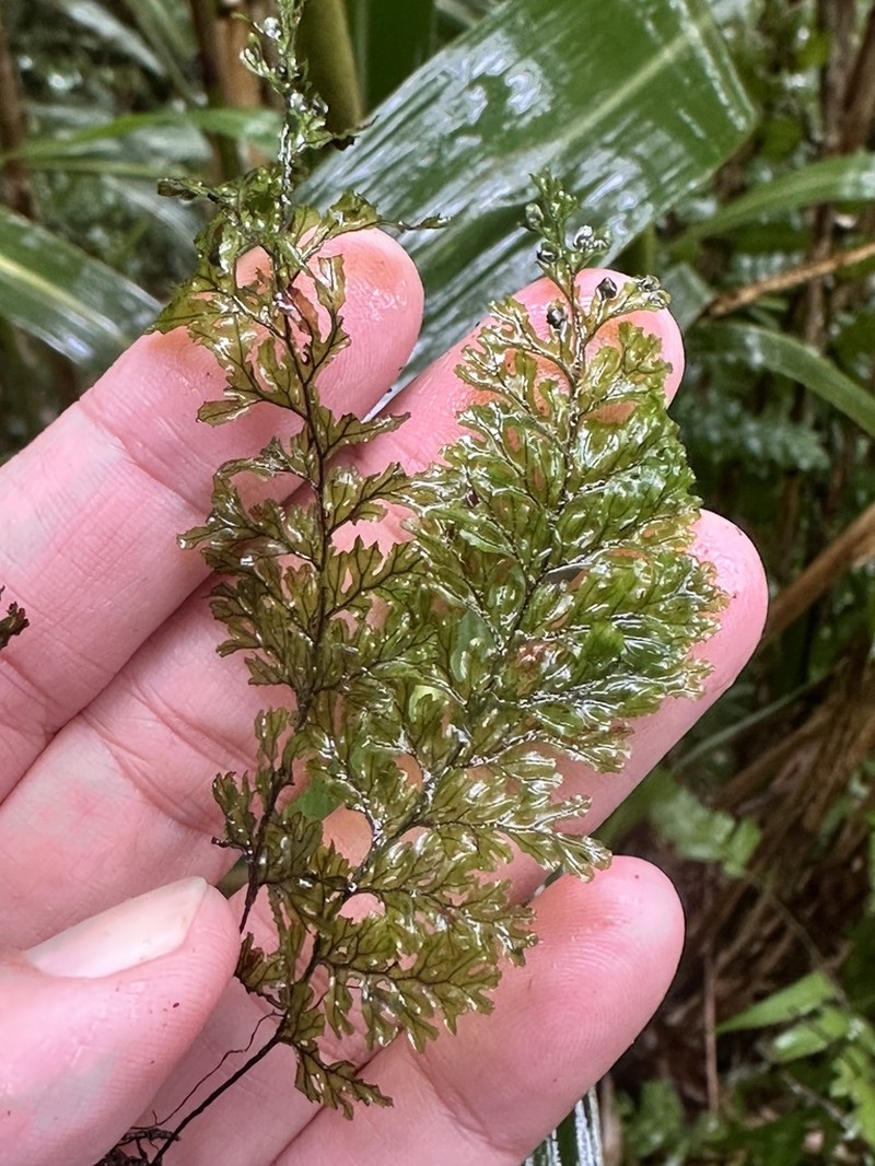 Hymenophyllum devolii photo 5