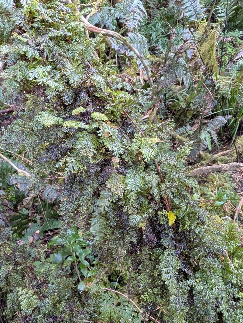 Hymenophyllum devolii photo 6