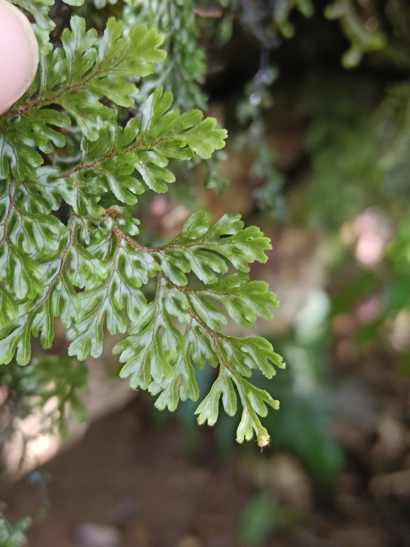 Hymenophyllum devolii photo 7