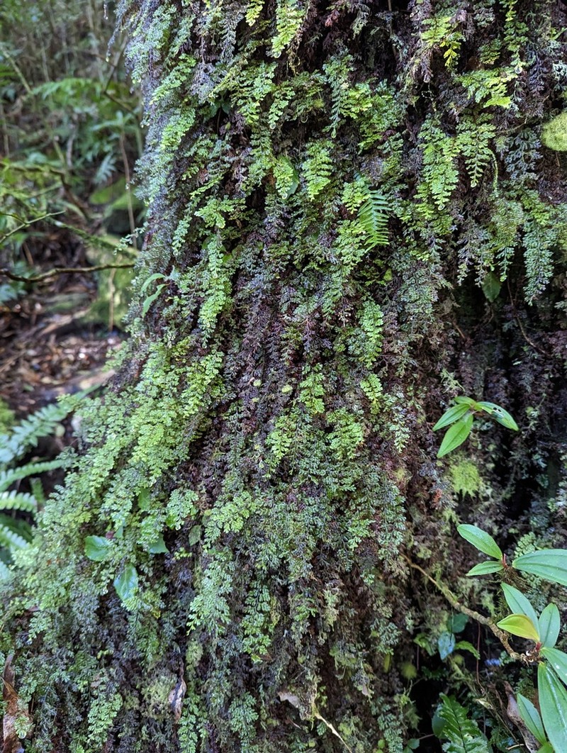Hymenophyllum devolii photo 8