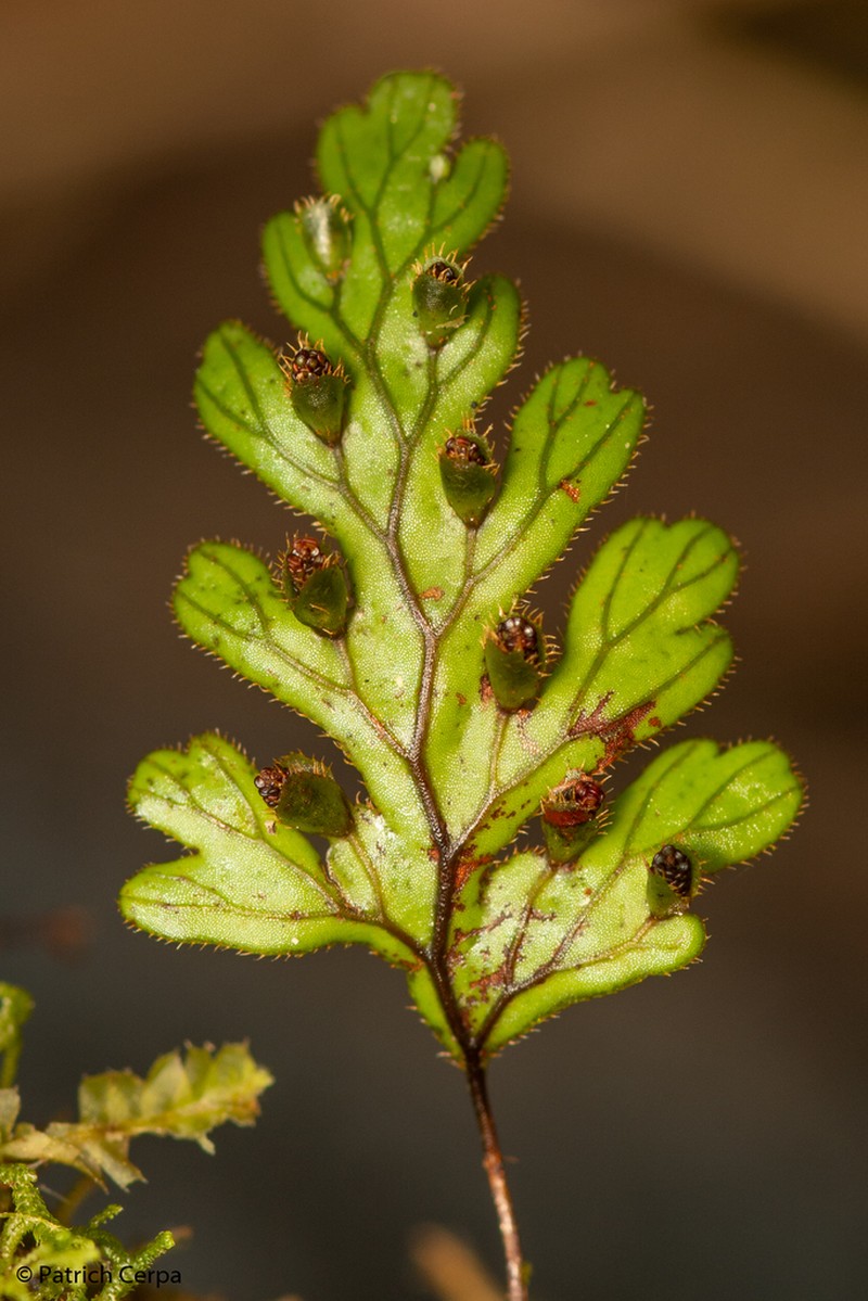 Hymenophyllum dicranotrichum