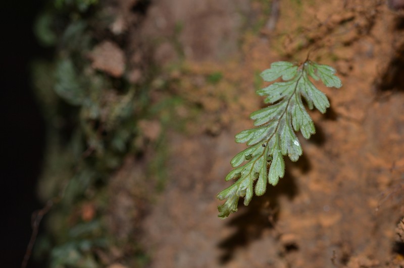 Hymenophyllum dicranotrichum photo 2