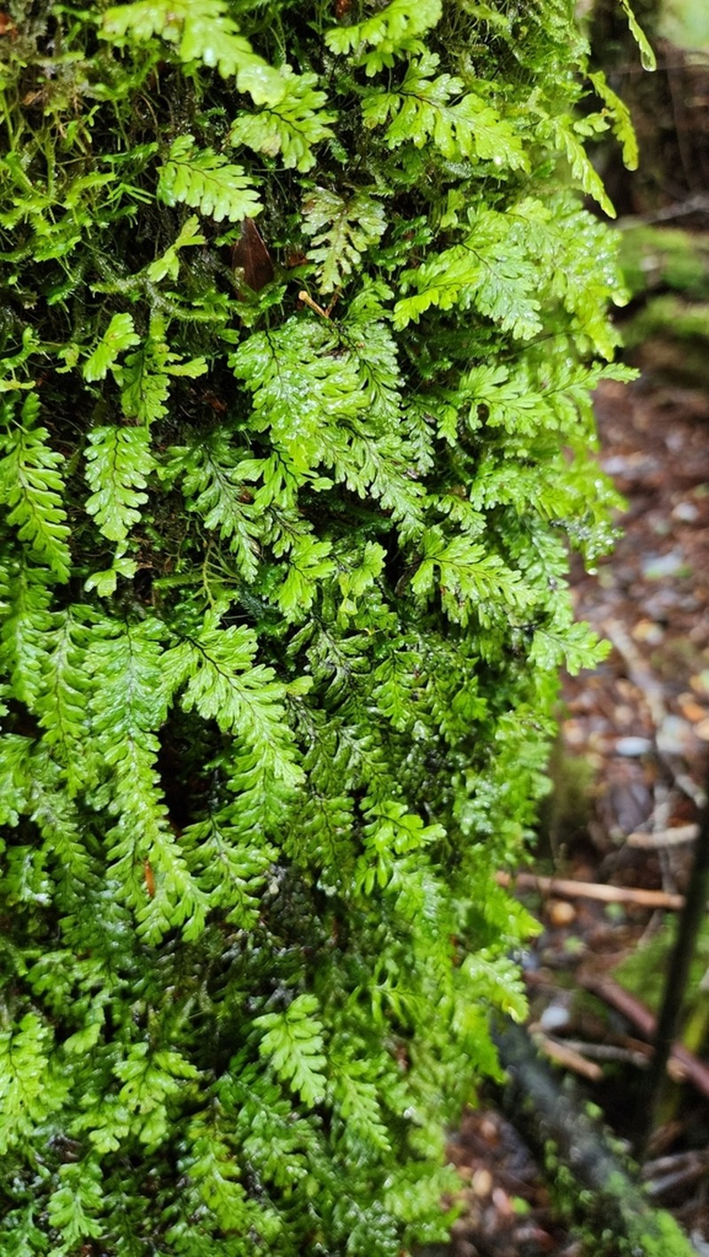 Hymenophyllum dicranotrichum photo 3