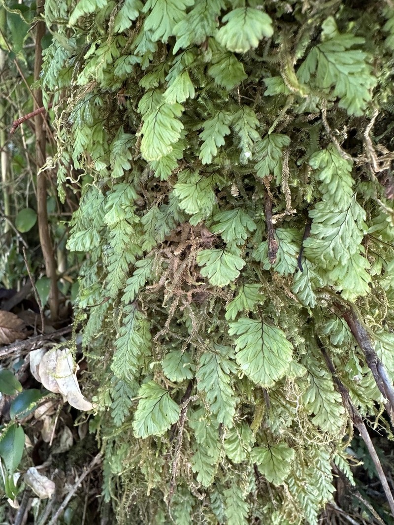 Hymenophyllum dicranotrichum photo 4