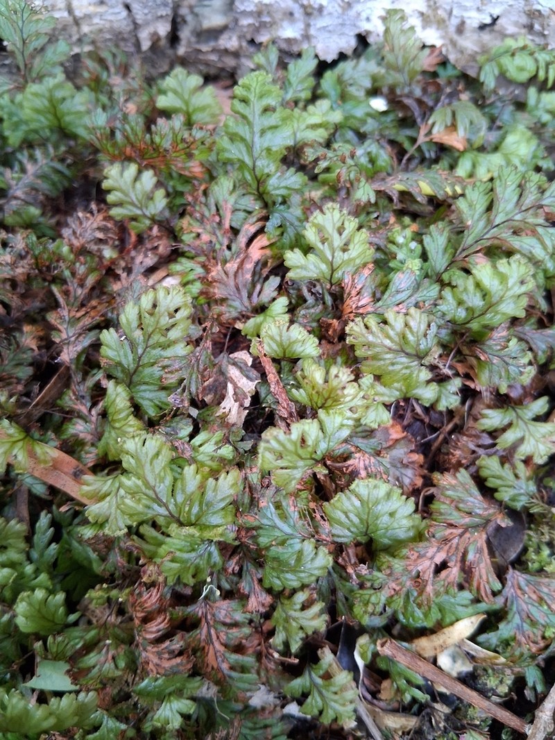 Hymenophyllum dicranotrichum photo 5