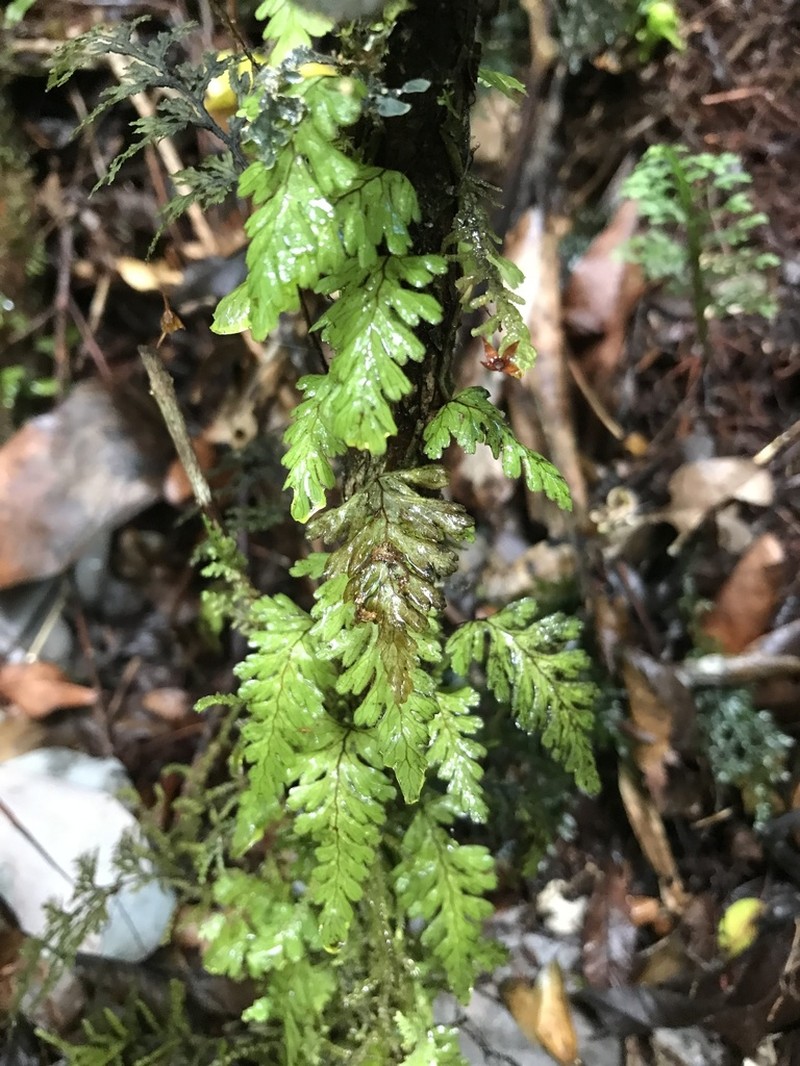 Hymenophyllum dicranotrichum photo 6