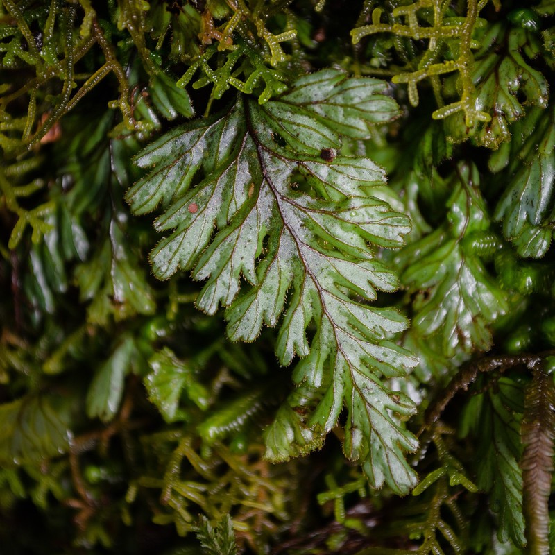 Hymenophyllum dicranotrichum photo 7