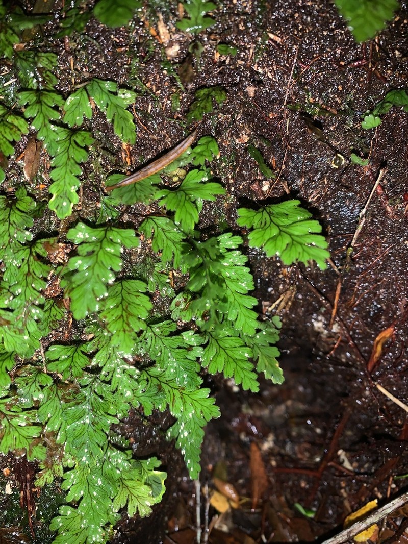 Hymenophyllum dicranotrichum photo 8