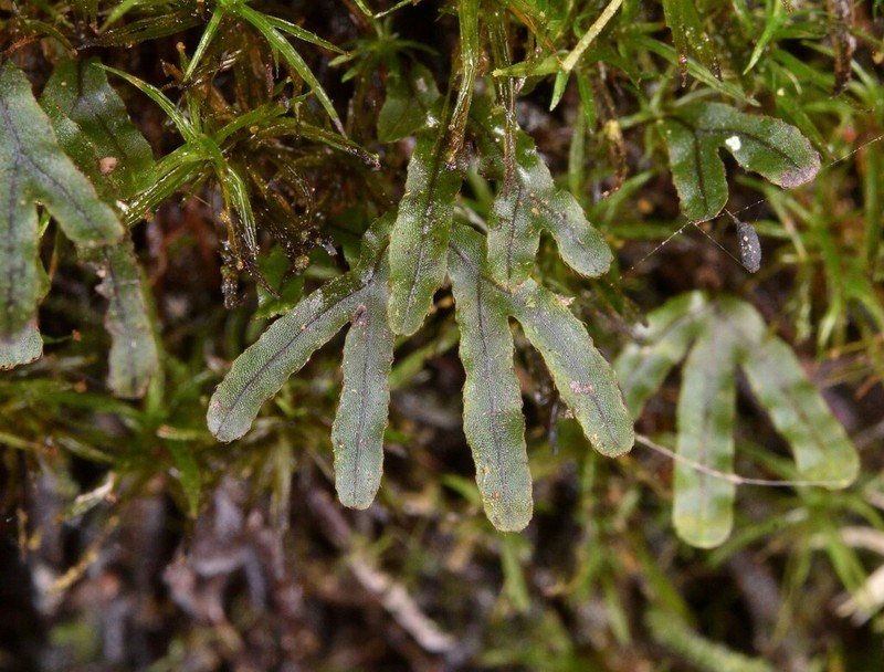 Hymenophyllum digitatum