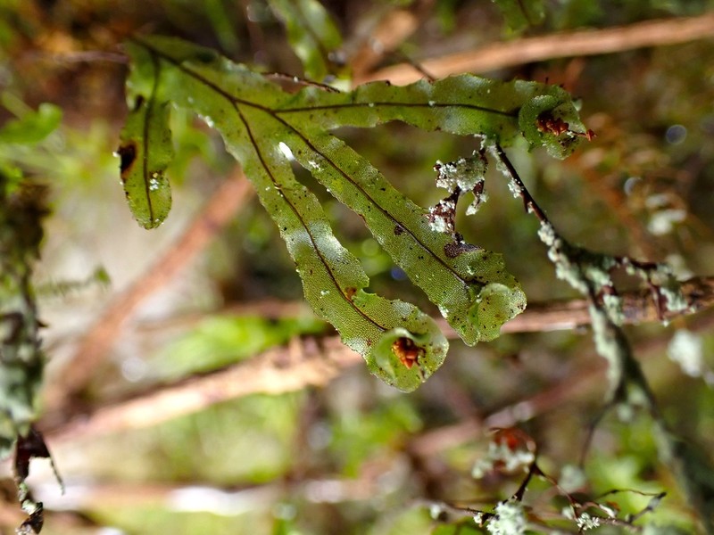Hymenophyllum digitatum photo 2