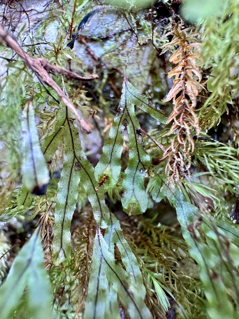 Hymenophyllum digitatum photo 3
