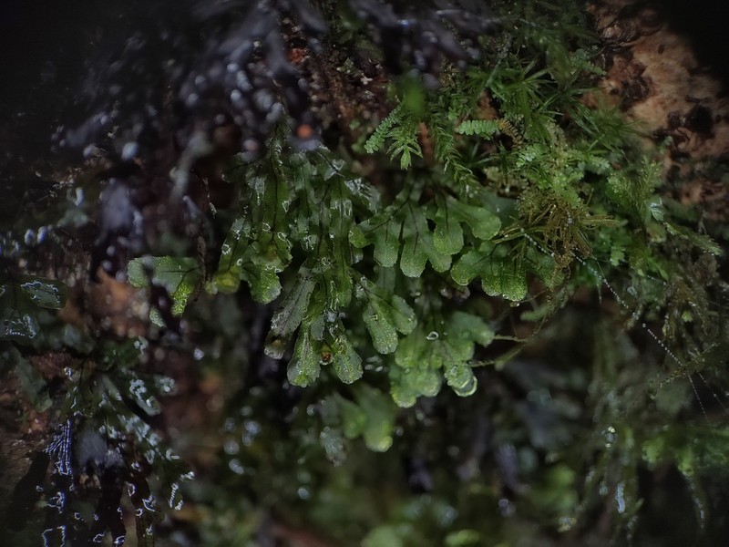 Hymenophyllum digitatum photo 4