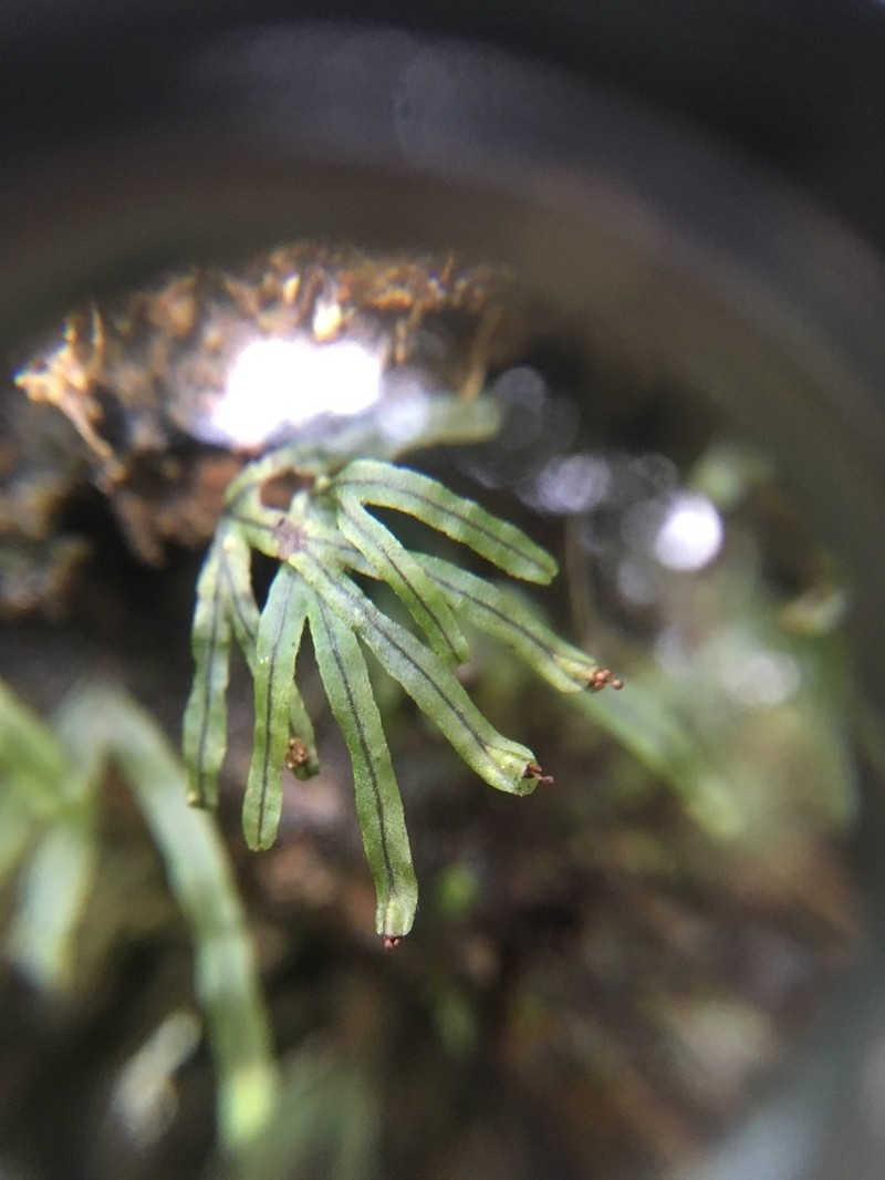 Hymenophyllum digitatum photo 5