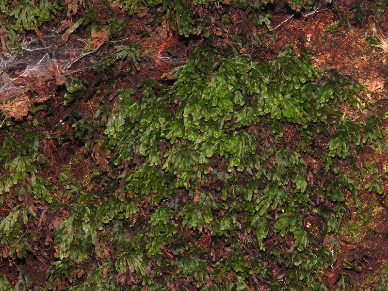 Hymenophyllum digitatum photo 6
