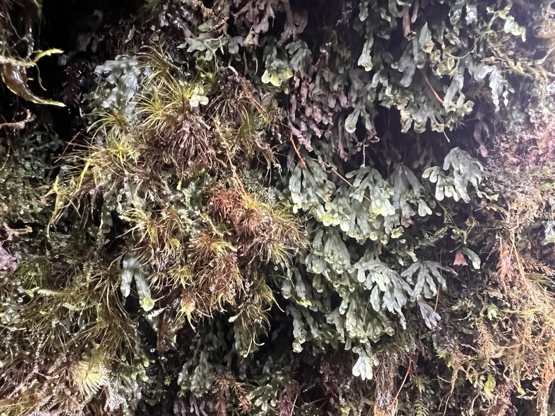 Hymenophyllum digitatum photo 7