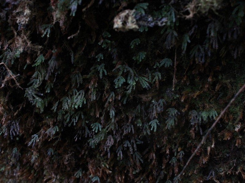 Hymenophyllum digitatum photo 8
