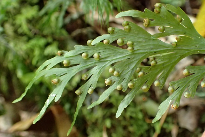 Hymenophyllum dilatatum