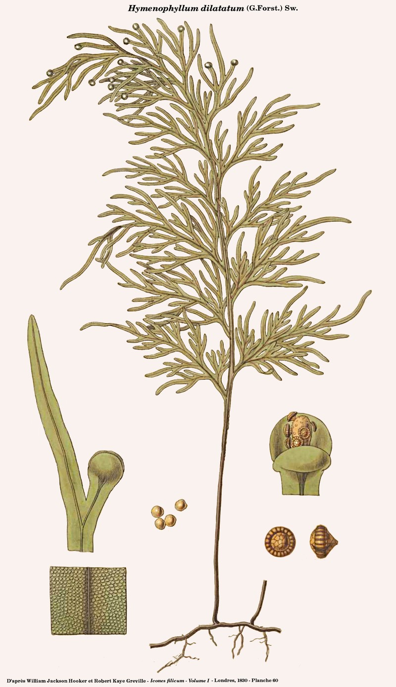 Hymenophyllum dilatatum photo 2