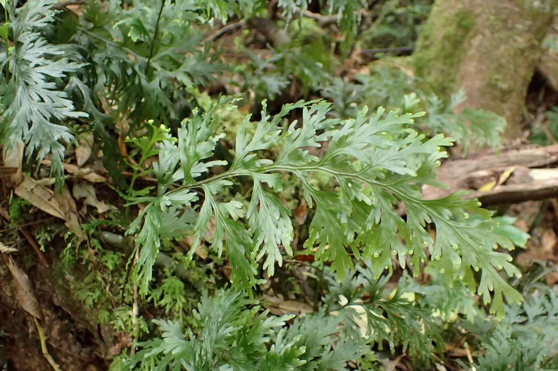Hymenophyllum dilatatum photo 3