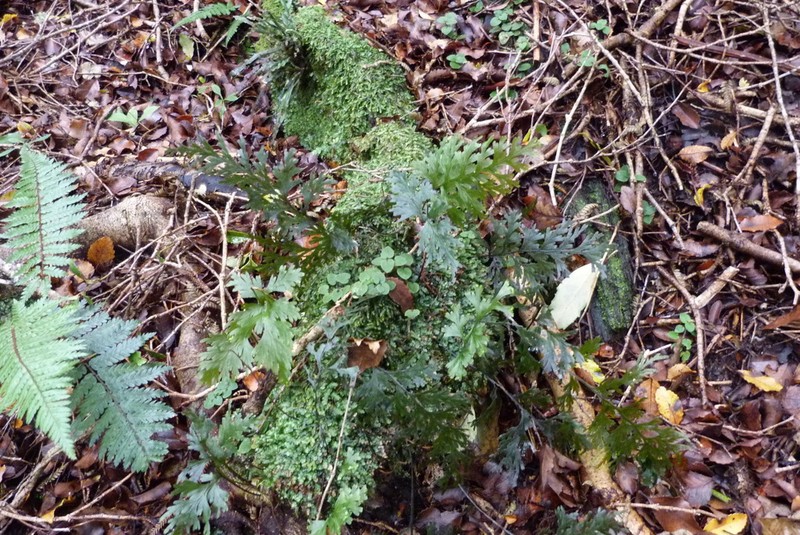 Hymenophyllum dilatatum photo 4
