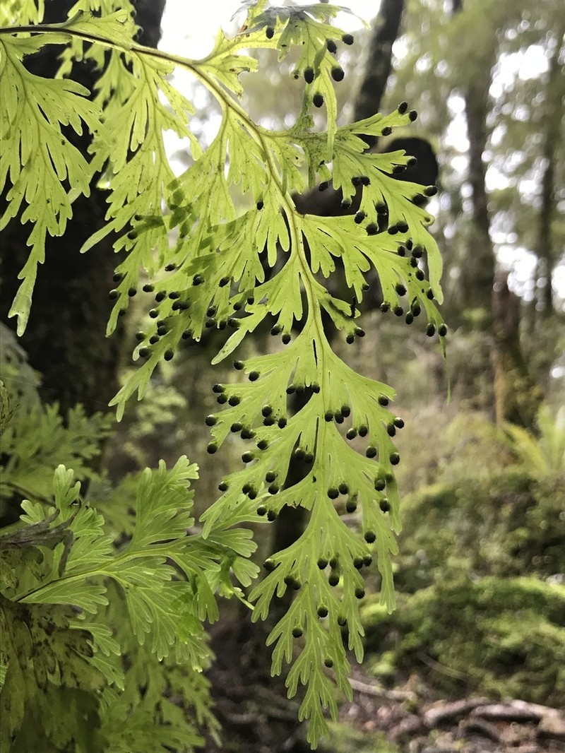 Hymenophyllum dilatatum photo 5