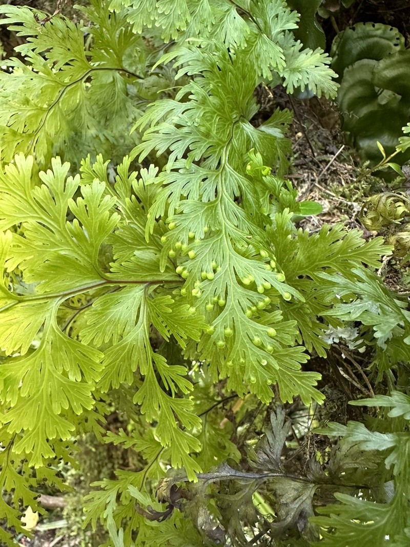 Hymenophyllum dilatatum photo 6