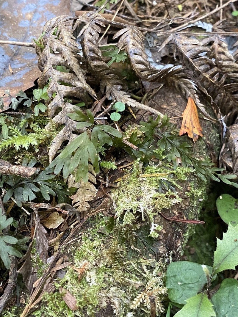 Hymenophyllum dilatatum photo 7
