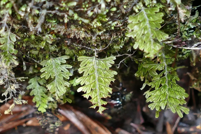 Hymenophyllum dimidiatum