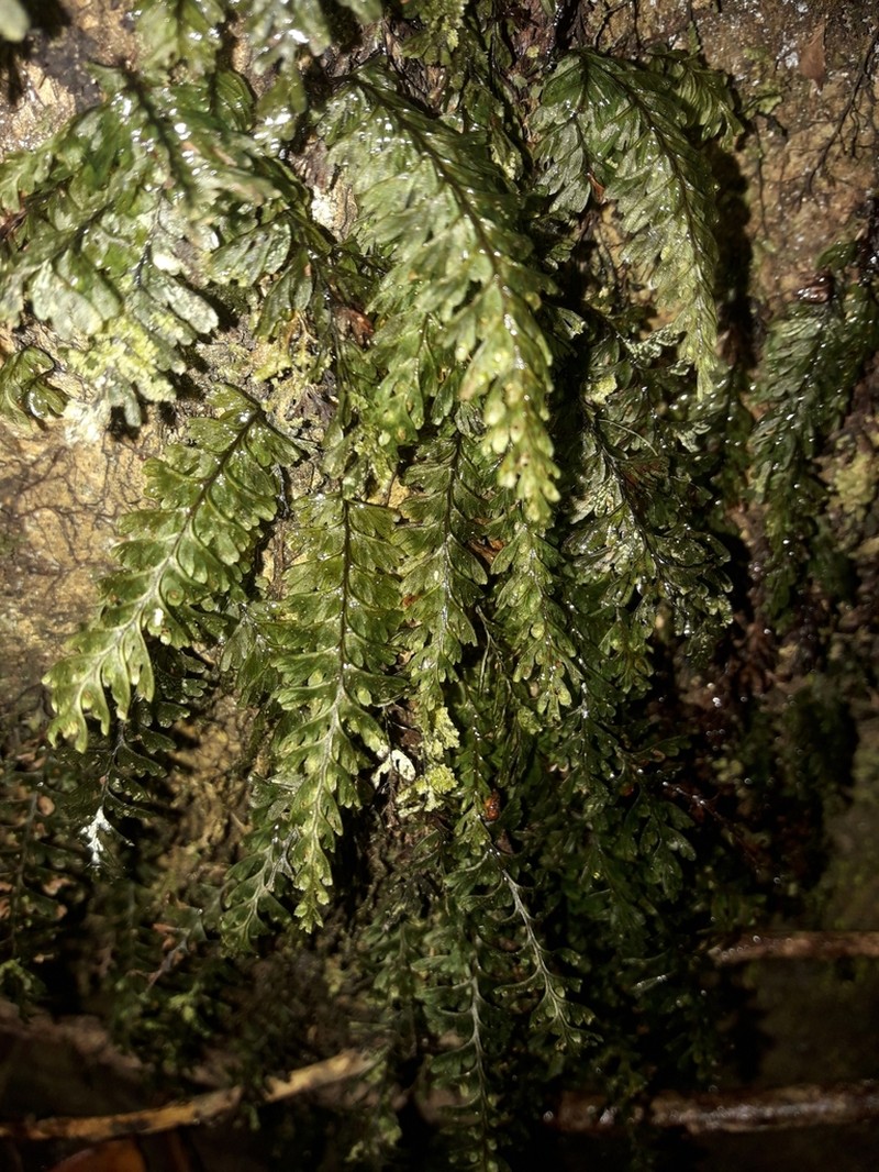 Hymenophyllum dimidiatum photo 3