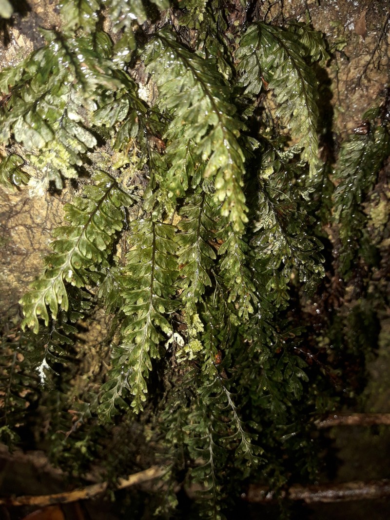 Hymenophyllum dimidiatum photo 4