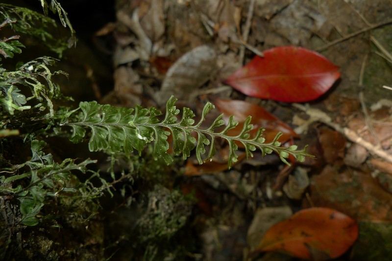 Hymenophyllum dimidiatum photo 5
