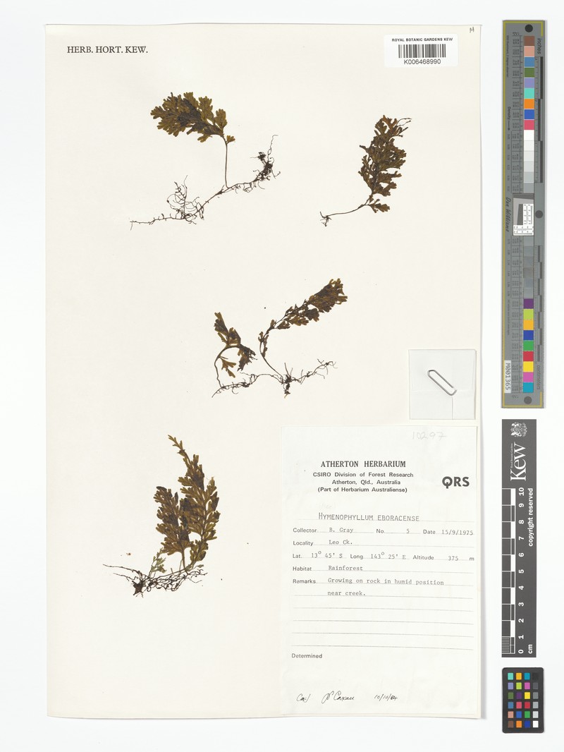 Hymenophyllum eboracense