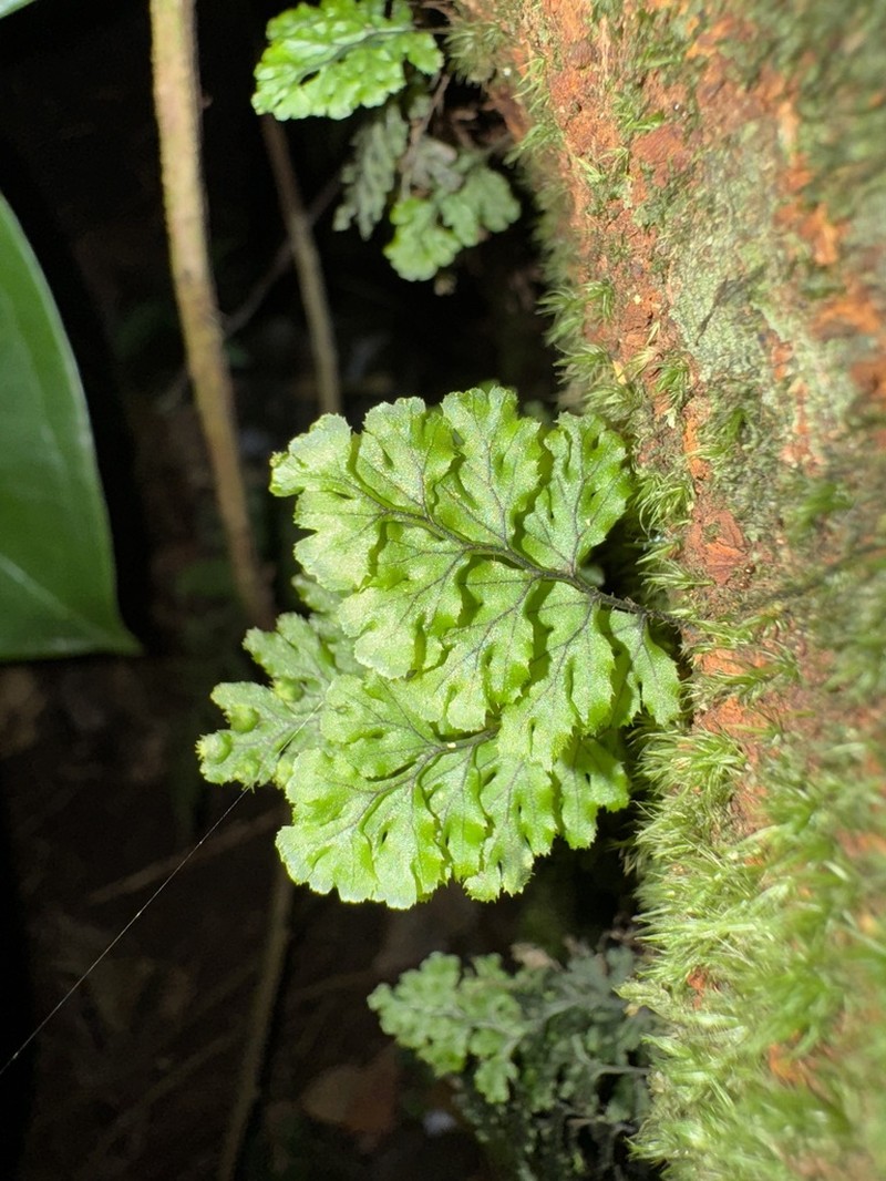 Hymenophyllum ectocarpon photo 2