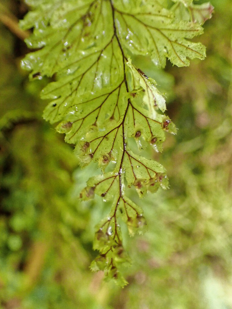 Hymenophyllum ectocarpon photo 3