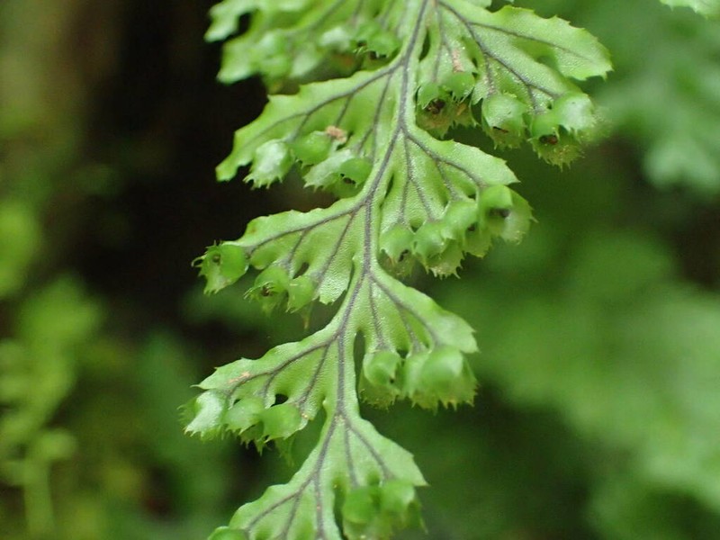 Hymenophyllum ectocarpon photo 4
